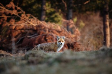 Red fox looking at the camera in the wilderness forest. Transylvania,Romania