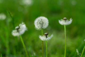 white dandelion in green grass