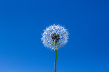 white dandelion on a clear sky