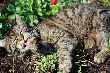 cat licking itself in the sun