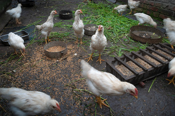 Rural farm. Many chickens are pecking grain. Picture taken in Ukraine. Kiev region. Horizontal frame. Color image.