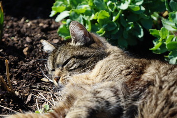 cat sleeping in the sun