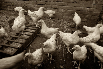 Poultry breed selection. Rural farm. Many chickens are pecking grain. Picture taken in Ukraine....