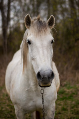 Obraz na płótnie Canvas Portrait of a beautifil white horse