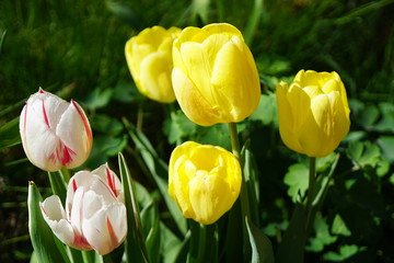 yellow and white tulips in front of grass