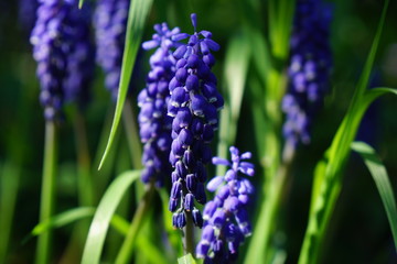 grape hyacinths in front of grass