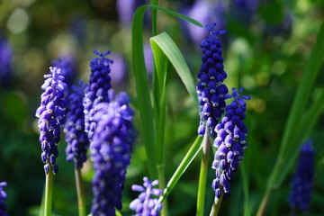 grape hyacinth with bokeh background