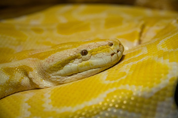 yellow Royal Python curled up in a ball of Python eyes large