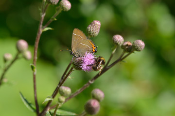 Ulmen-Zipfelfalter bei der Nektarsuche  © Karin Jähne