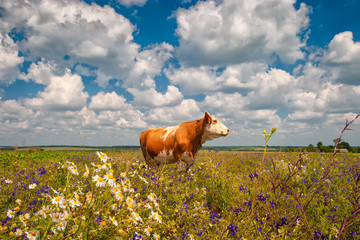 Against the sky contour of a cow. A cow is grazing on a green rural field. Horizontal frame. Summer...