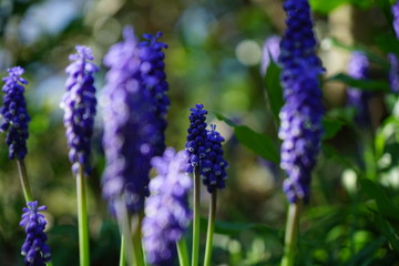 grap hyacinths with bokeh background