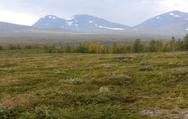 mountain grassland arctic tundra in abisko national park, northern Sweden