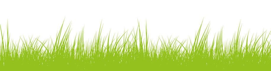 fresh green grass or lawn isolated on white background vector illustration