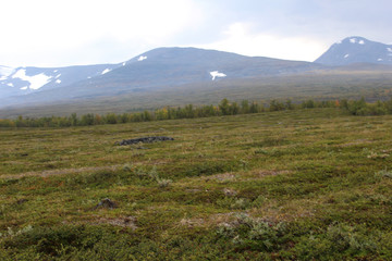 Fototapeta na wymiar mountain grassland arctic tundra in abisko national park, northern Sweden