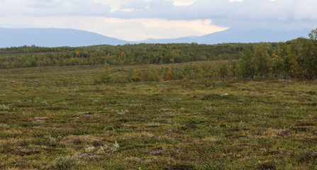 mountain grassland arctic tundra in abisko national park, northern Sweden