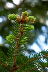 Blooming spruce, young spruce cones, flowering conifers.