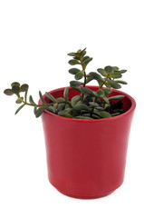 Crassula multicava dans un pot de fleurs sur fond blanc