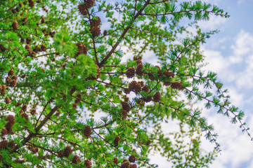 spring in the forest and tree trunks
