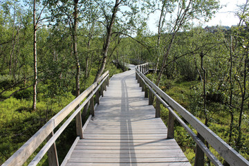 Fototapeta na wymiar Hikers trail through forest in abisko national park, northern sweden
