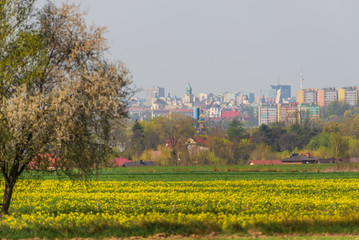 blooming tree in the field and big city © RafalDlugosz