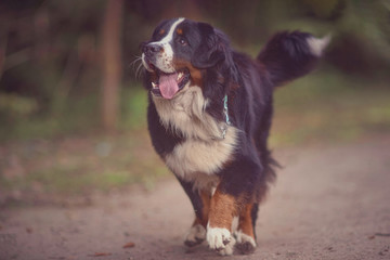 happy bernese mountain dog with tongue out