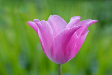 Pink tulip in flower with clean green background, England, UK