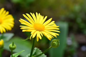 Close-up of Doronicum orientale or leopard's bane with bright yellow flowers. Decorative flowering plant in the garden.