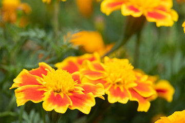 beautiful marigolds flowers bloom in the garden nature background. (Tagetes erecta, Mexican marigold, African marigold)