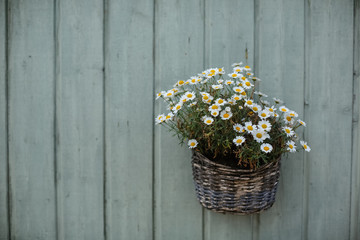 A basket of small daisies in a vase hangs on a wooden textured fence of green color