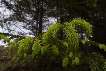 Fototapeta premium Frische Tannennadeln 