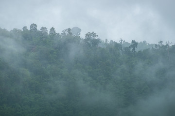 Mountain forest in the mist after rain in morning Fresh feeling fresh and cool