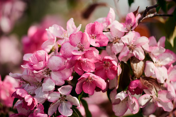 Fototapeta na wymiar Very beautiful branch of pink sakura in Tokyo Japan close up