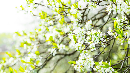 Spring bloom background. Branches of a blossoming plum tree with soft focus on a background of the sunny sky. Spring time. Beautiful natural scene with a flowering tree. Spring flowers.