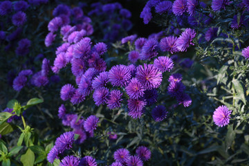 Small little purple bush of pink flowers, in the home garden.