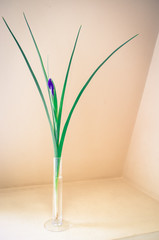 lilac iris in a glass vase on a yellow background. lilac iris in a glass vase on a yellow background