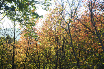 Trees on hills landscape scenery, autumn season concept
