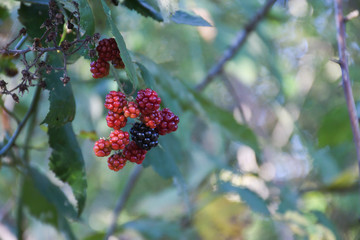 Sea buckthorn on tree. Oil or juice production concept.