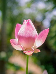 The pink lotus that is above the water in the pond