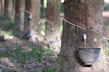 closeup liquid latex drip from rubber tree in black cup. plantation background concept agicuture