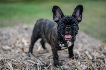 Fototapeta premium Brindle French bulldog puppy standing alone outside.