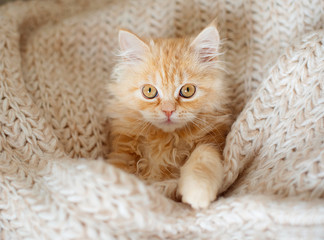 red kitten sleeping on knitted woolen sweater. 
