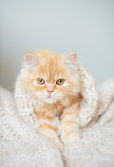 Ginger kitten sleeping on knitted woolen sweater. 