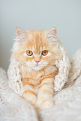 portrait of a british shorthair cat