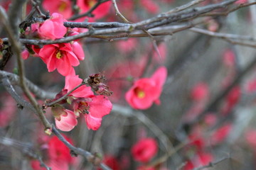 Fototapeta na wymiar Pink flowers of the almond flowers
