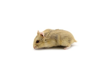 Campbell hamster white background