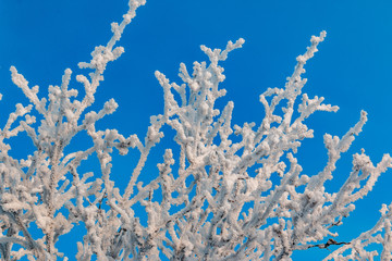 Tree branches covered with frost and snow against the blue sky. Clean and frosty freshness.