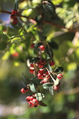 red berries on a tree
