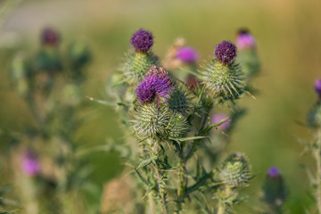 Disteln am Wegesrand im Juli