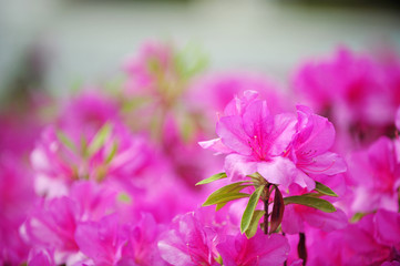 The blooming Satsuki azalea flower 
