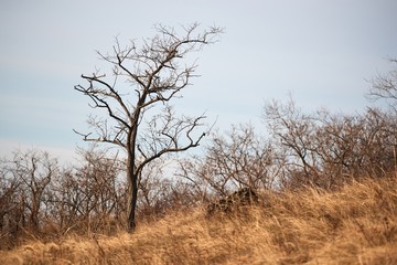 Bare tree in a windy autumn hill landscape